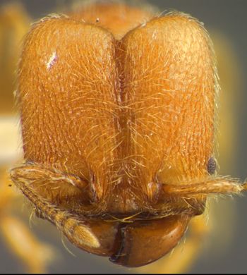 Media type: image;   Entomology 34381 Aspect: head frontal view